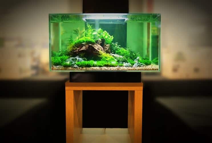 Hodowca Tank 2