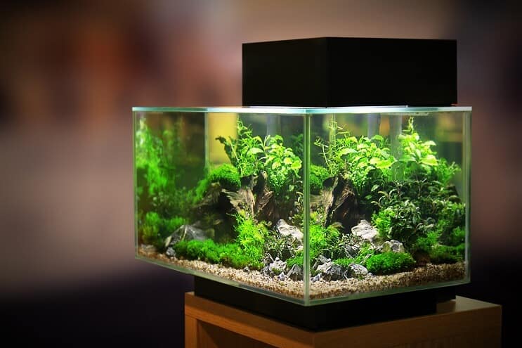 Hodowca Tank