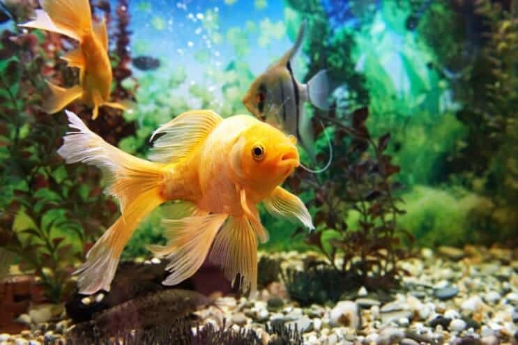 Konfiguracja zbiornika Goldfish Tank