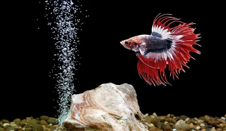 Ryba Betta