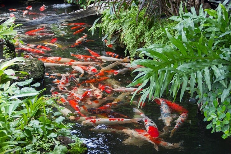 Staw z rybami Koi