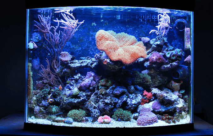 Akwarium Nano Coral Reef