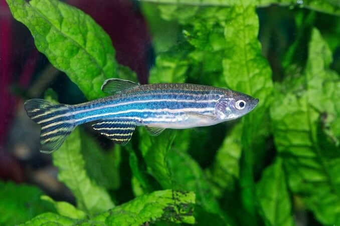 Danio (Danio)