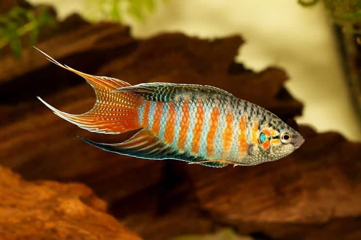 Paradise Gourami