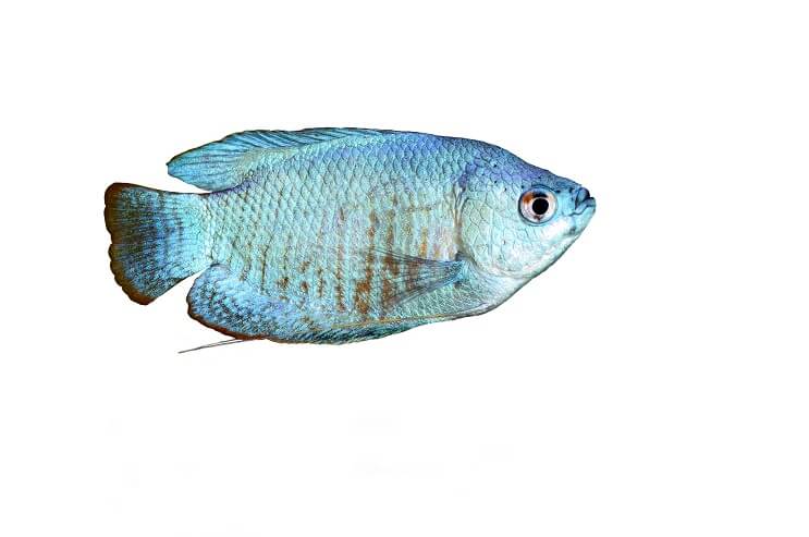 Pudrowo-niebieskie Gourami