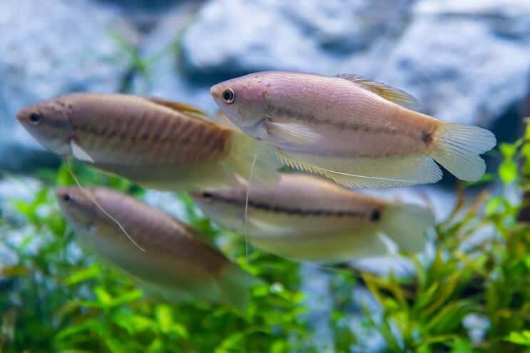 Gourami ze skóry węża