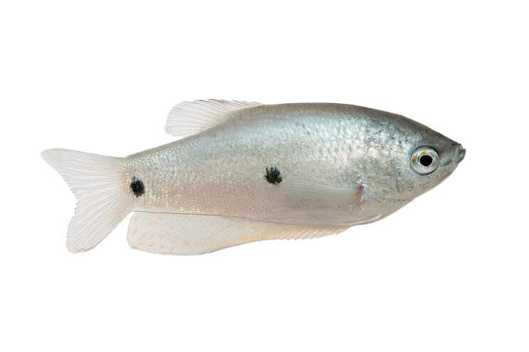 Trzy punktowe Gourami
