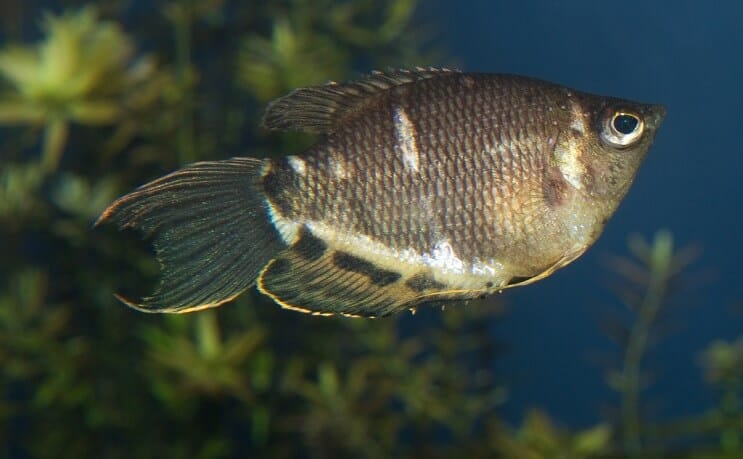 Czekoladowe Gourami