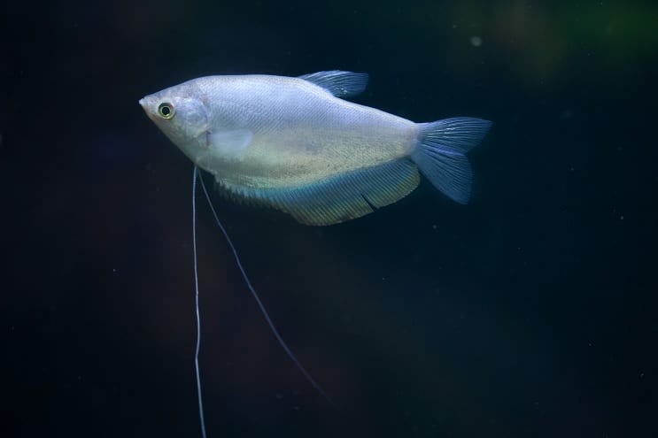 Moonlight Gourami