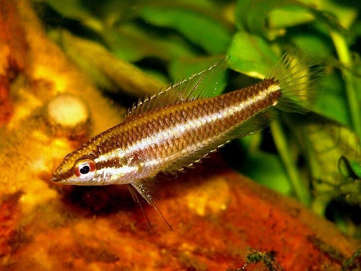 Lukrecja Gourami