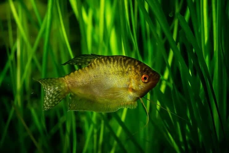 Gold Gourami