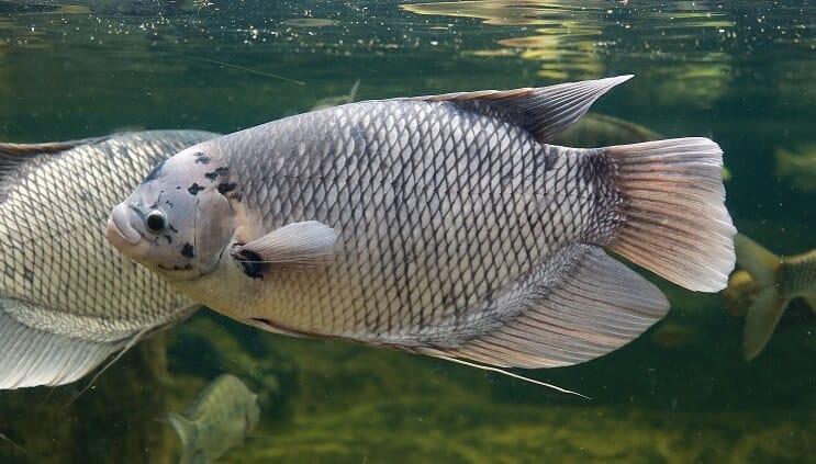 Giant Gourami
