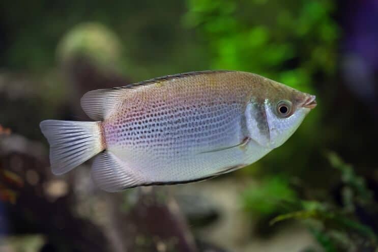 Całowanie Gourami