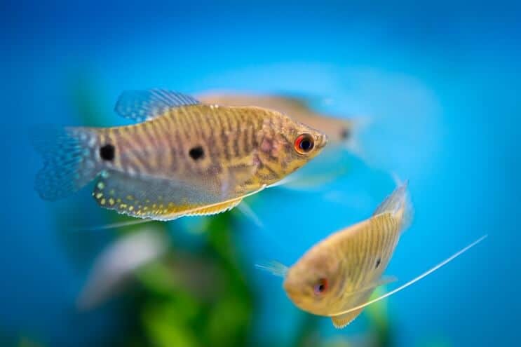 Niebieskie Gourami
