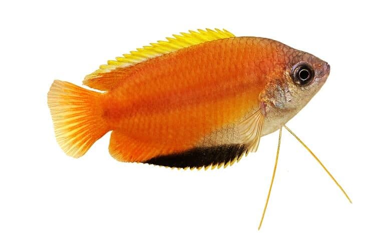 Miód Gourami
