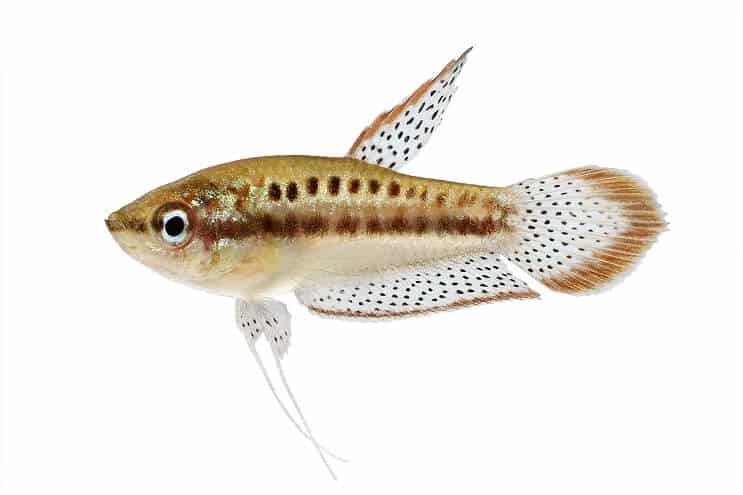 Musujące Gourami