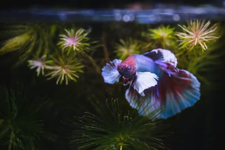 Ryba Betta