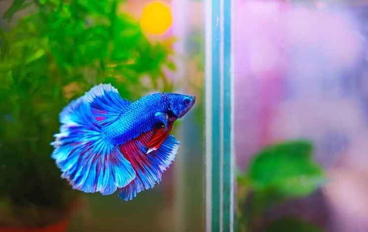 Habitat ryb Betta