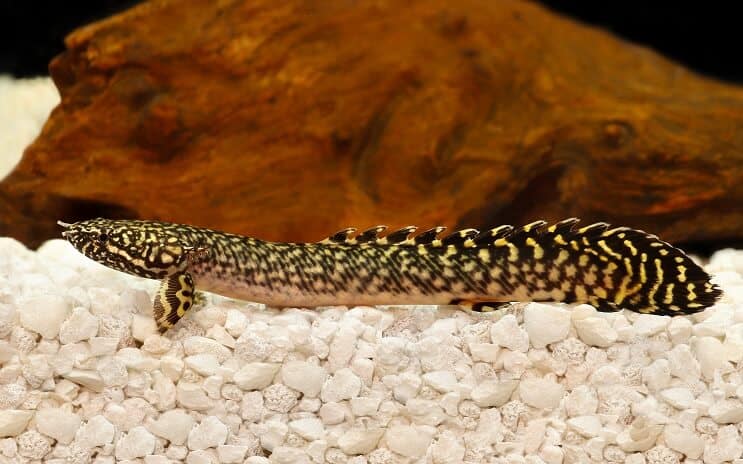 Ozdobny Bichir