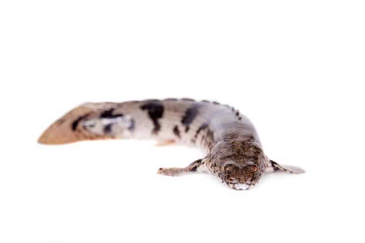 Osiodłany Bichir