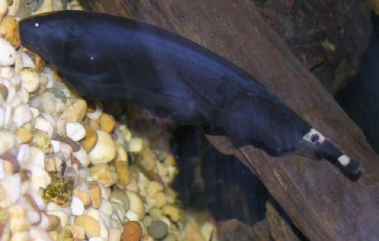 Black Ghost Knifefish na podłożu