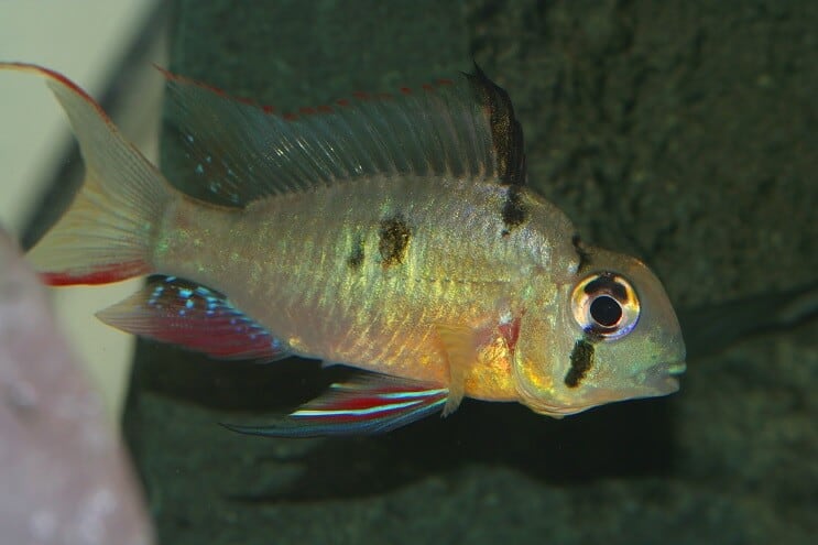 Samica boliwijskiego barana