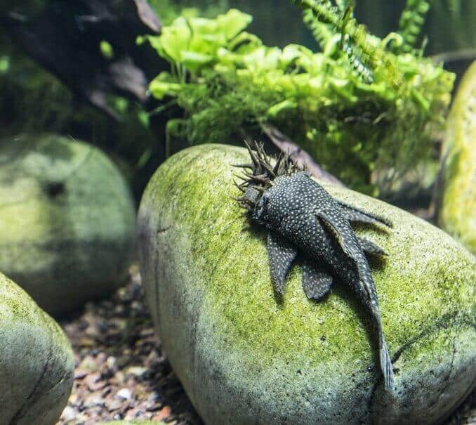 Bristlenose Pleco Wygląd