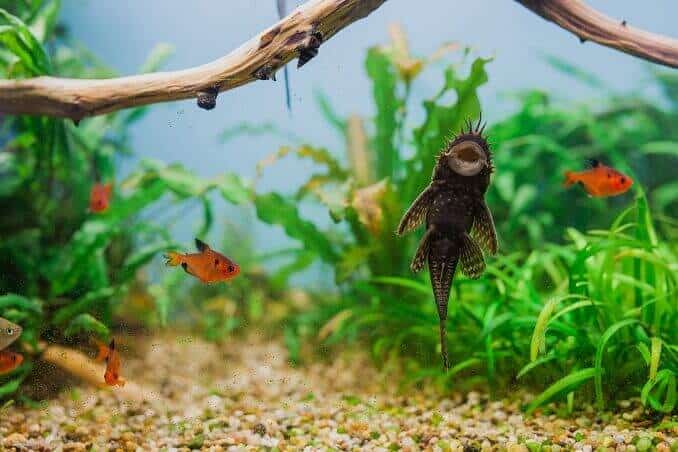 Samiec Bristlenose Pleco