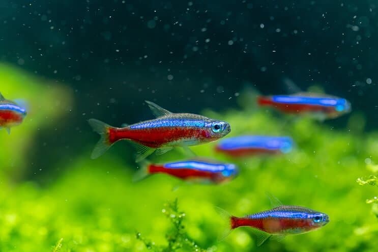 Przegląd Cardinal Tetra