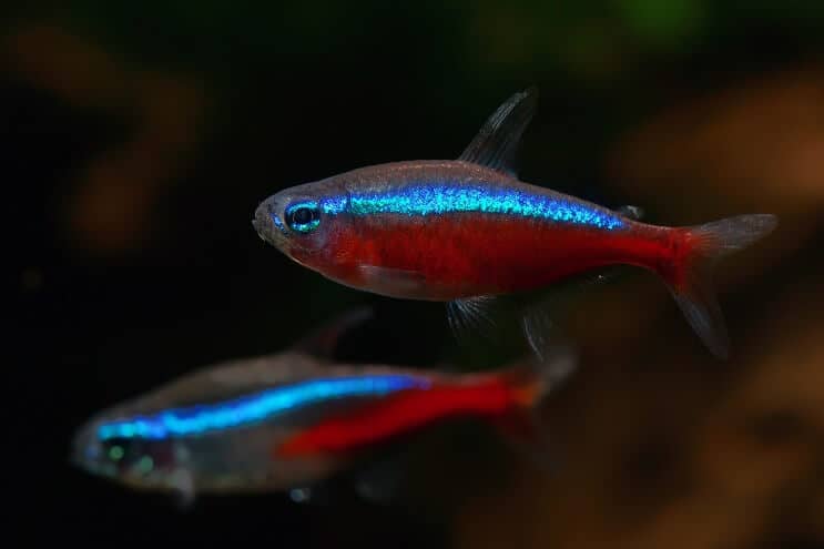 Kardynałowie Tetra Tank Mates