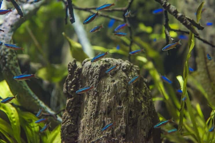 Kardynał Tetra Habitat