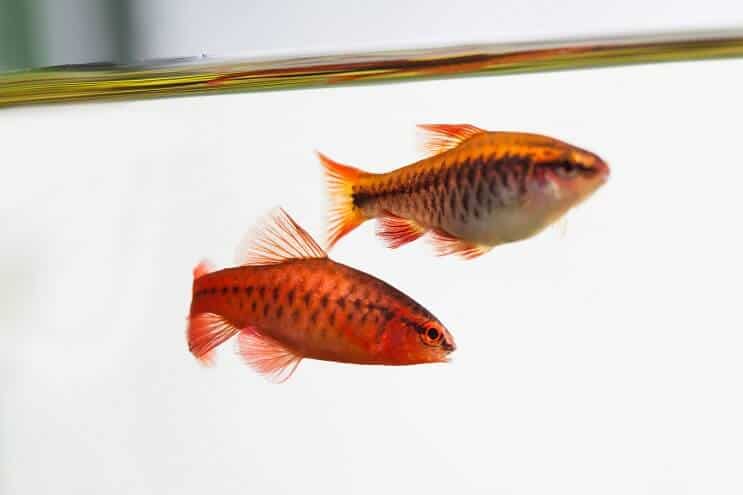 Wygląd Cherry Barb