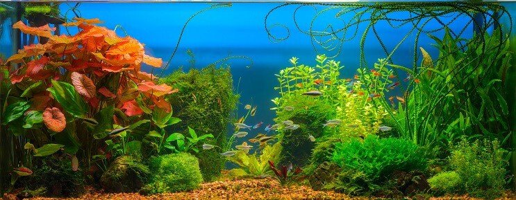 Cherry Barb Tanks Mates