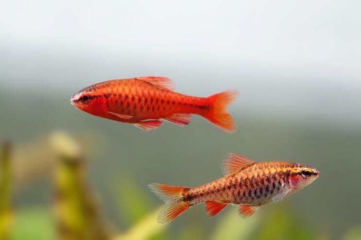 Samiec i samica Cherry Barb