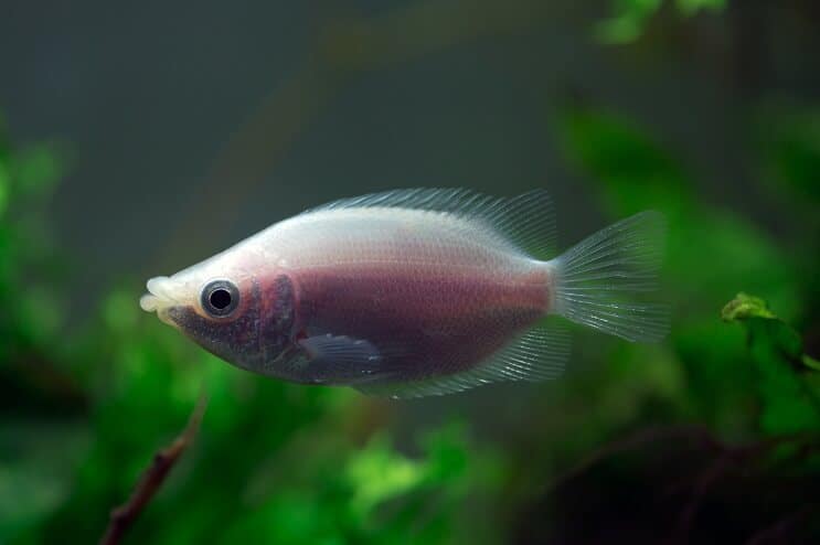 Całowanie Gourami Tank Mates