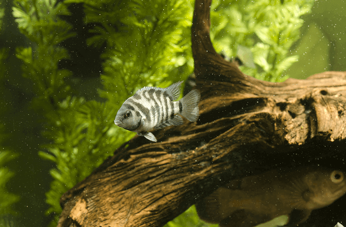 Czarny Convict Cichlid