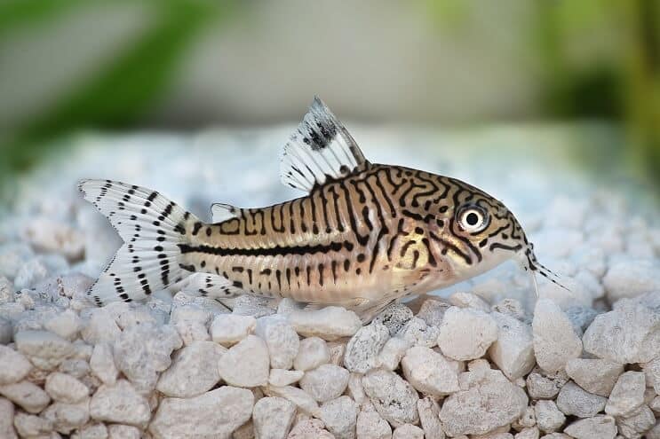 Cory Catfish Overview