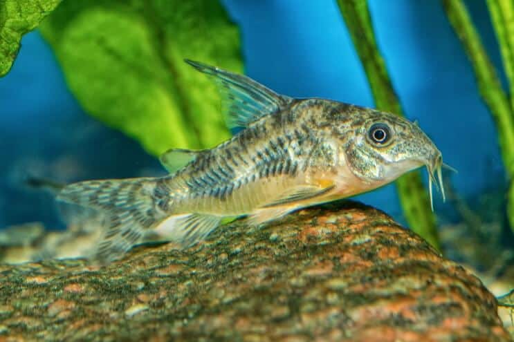 Wygląd Cory Catfish