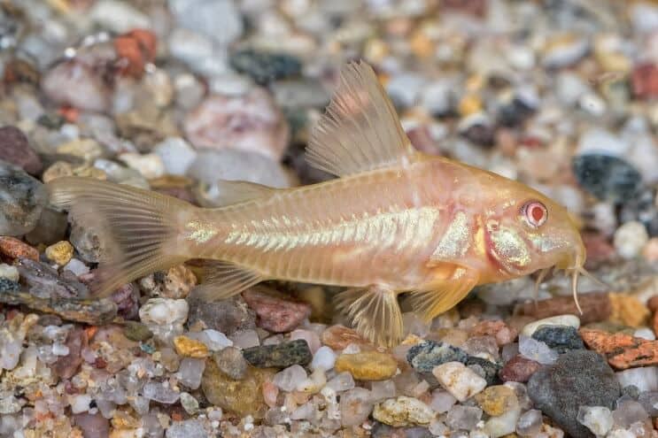 Albino Cory Sum