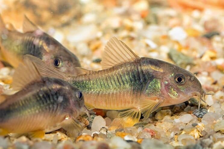 Sum zielony Cory
