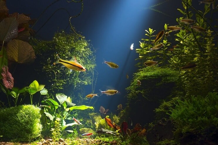 Habitat suma