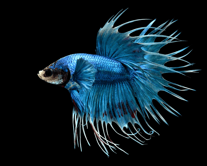 Przegląd Bettas