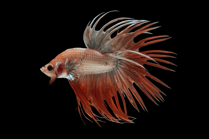 Hodowla Bettas