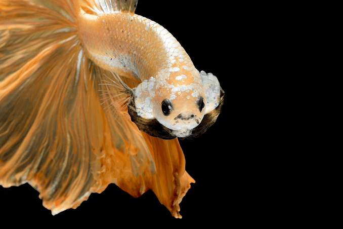 Wygląd Crowntail Betta