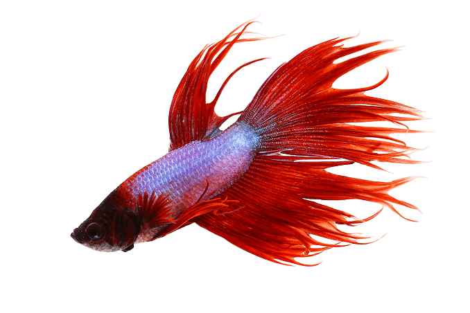 Zachowanie Crowntail Betta