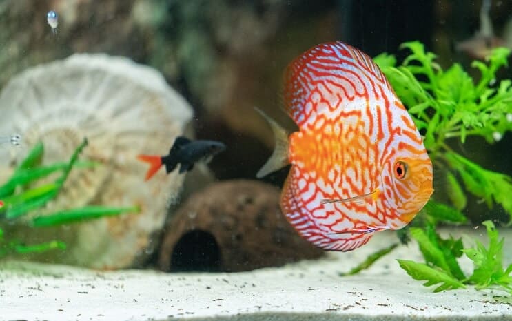 Discus Fish Tank Mates