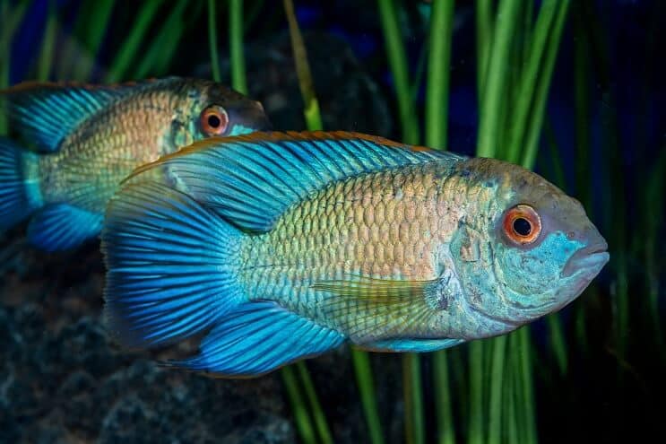 Wygląd Electric Blue Acara