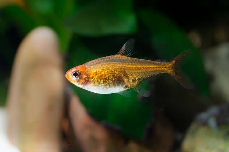 Wygląd Ember Tetra