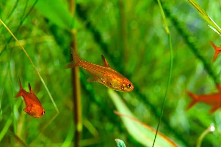 Pływanie Ember Tetra