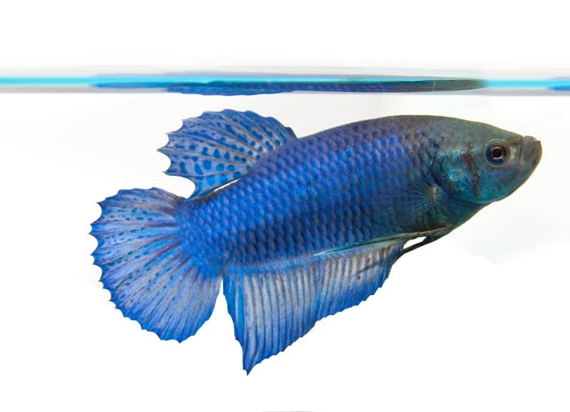 samica ryby betta